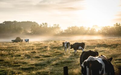 Tive prejuízo com a falta de energia na minha fazenda. O que posso fazer?